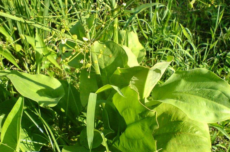 泽泻药用价值有哪些