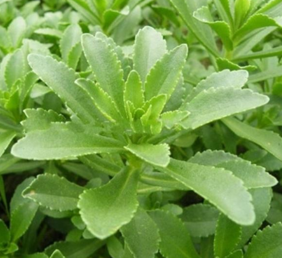 救心菜药用价值有哪些呢