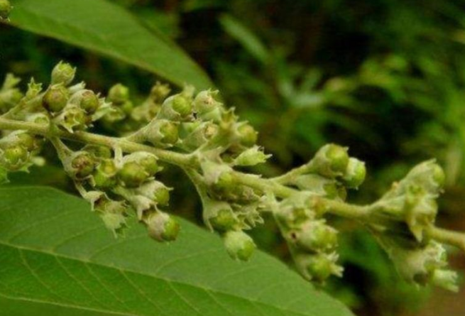 黄金子的药用价值有哪些呢