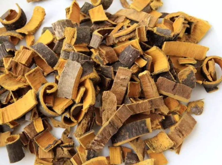 黄柏药用价值有哪些呢