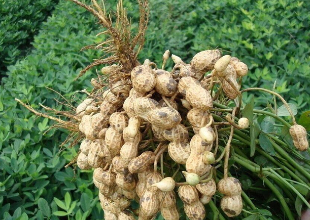 花生根的药用价值有哪些呢