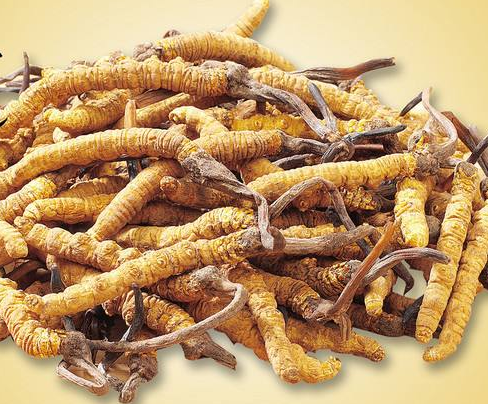 冬虫夏草泡茶怎么喝呢