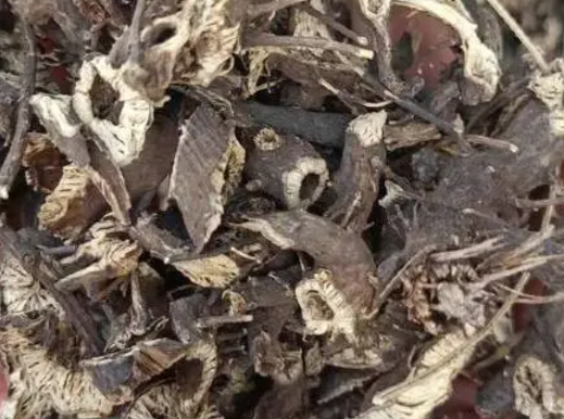 升麻的药用价值