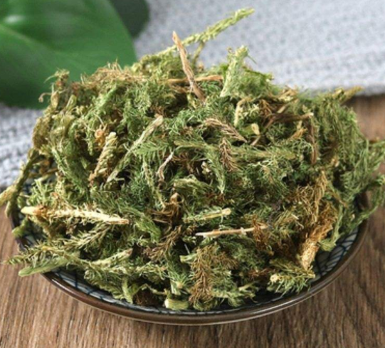 伸筋草的药用价值