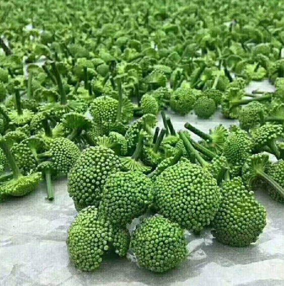 三七花泡水喝的禁忌有哪些