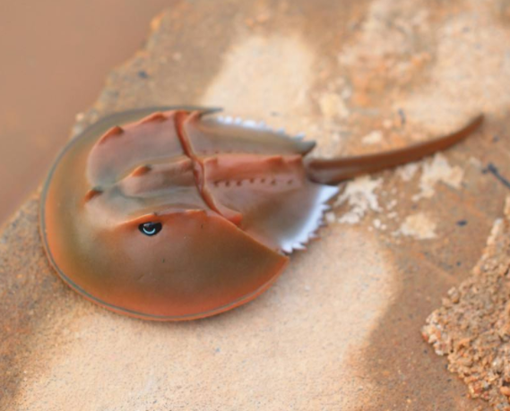 海鲎药用价值有哪些