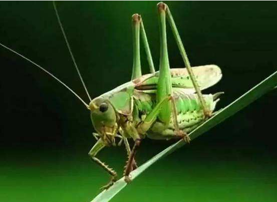 蝈蝈的药用价值有哪些