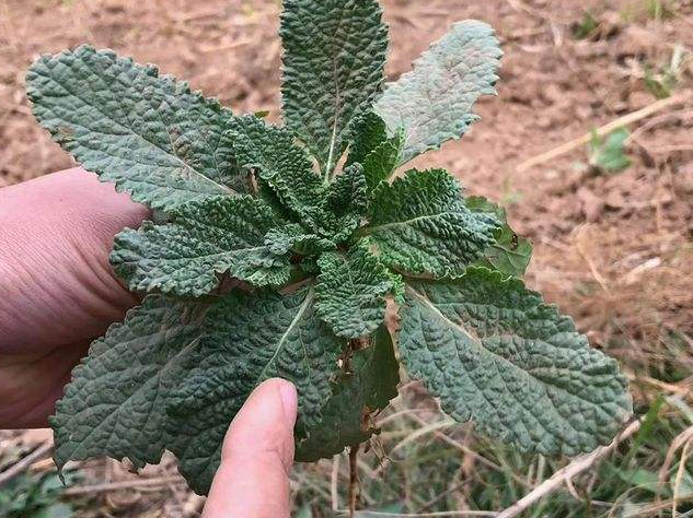 蛤蟆草的药用价值有哪些