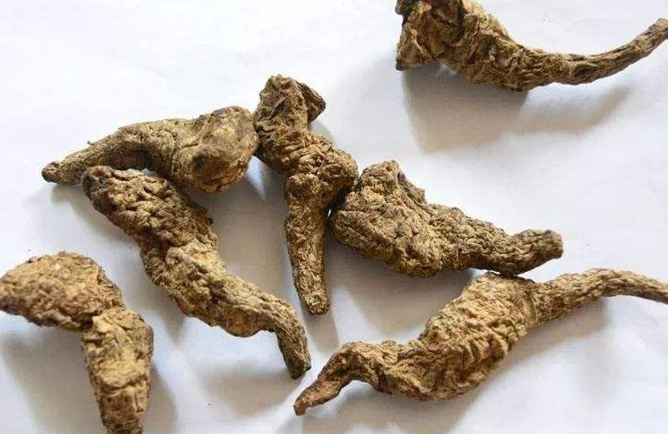 生地黄的药用价值是什么