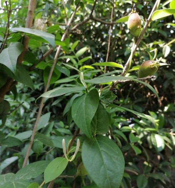 金银花藤功效与作用有什么
