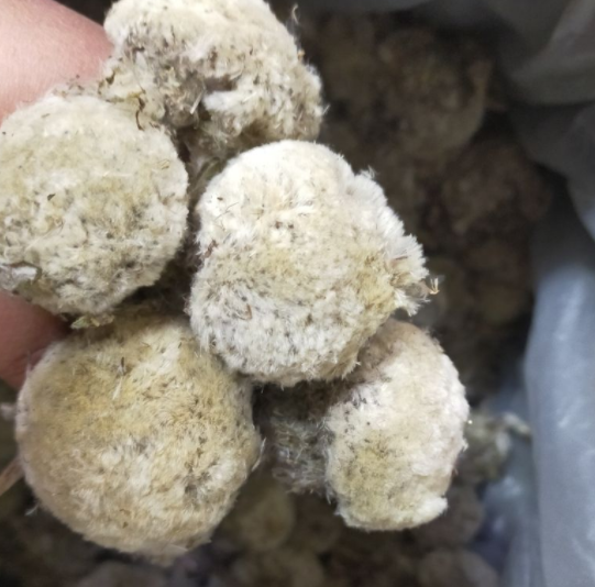 藏雪莲的食用方法有哪些