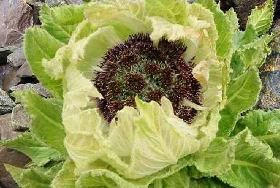 雪莲花在食谱中有什么用呢