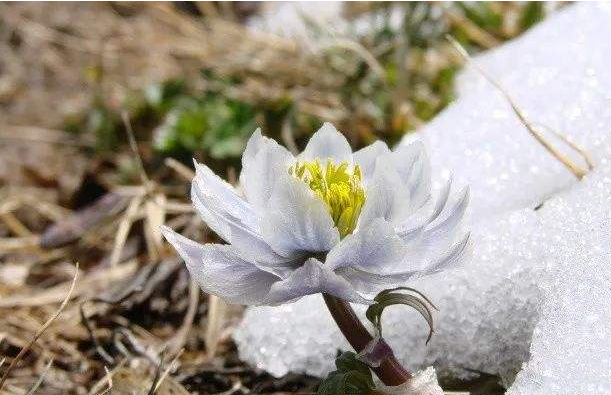 雪莲花功效与作用是什么呢