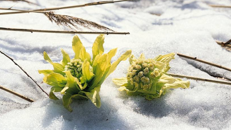 雪莲花的种类有哪些呢
