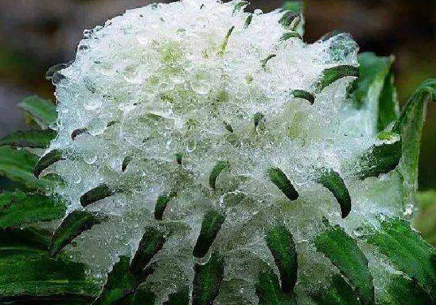 雪莲花的功效是什么