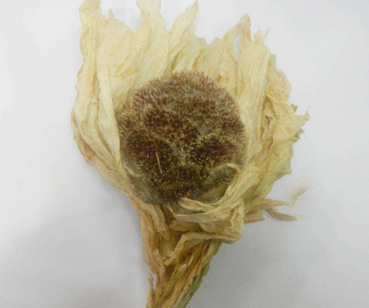 雪莲花的保存方法是什么