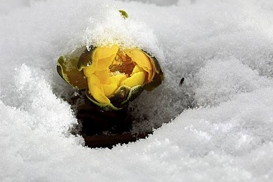 雪莲花的功效与作用有哪些呢