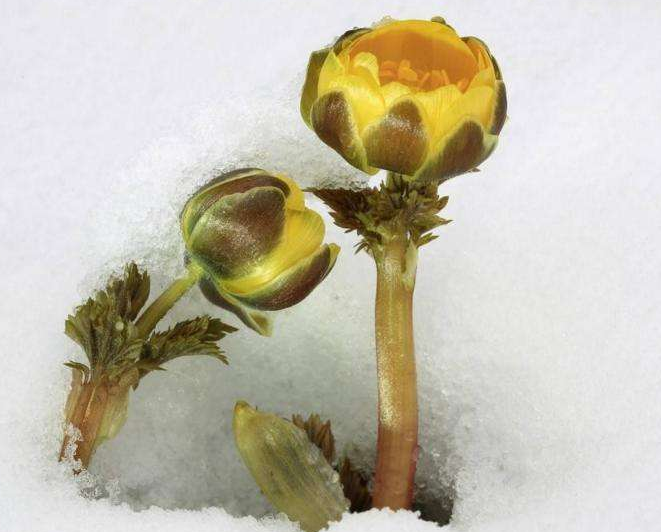 雪莲花如何服用呢