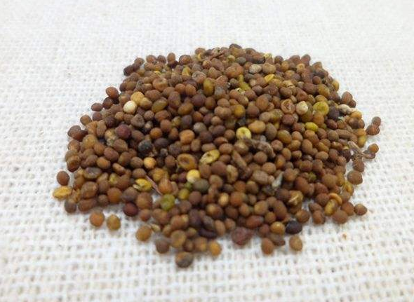 菟丝子的功效作用是什么
