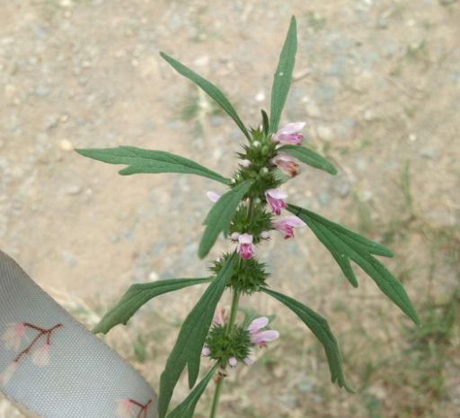益母草会是凉性的吗