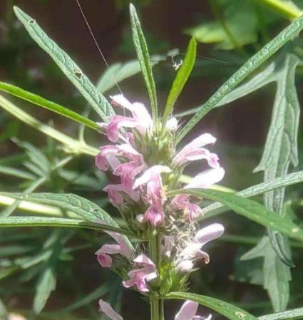 益母草泡脚有什么功效呢