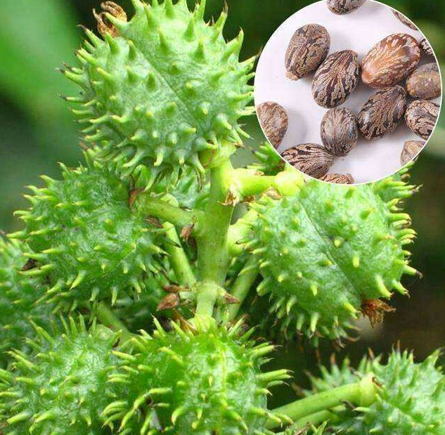 蓖麻籽的药用价值表现有哪些