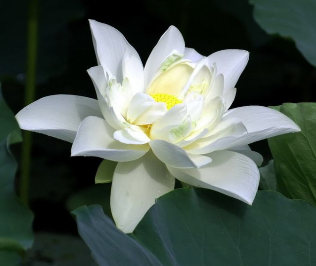 白莲药用价值有哪些