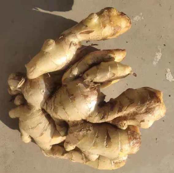 大姜药用价值有哪些