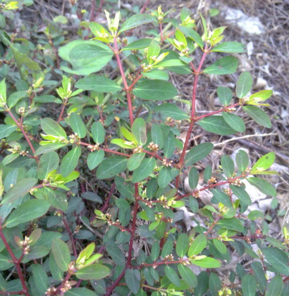 小飛揚(中藥材植物名:千根草)(植物科目:大戟科)