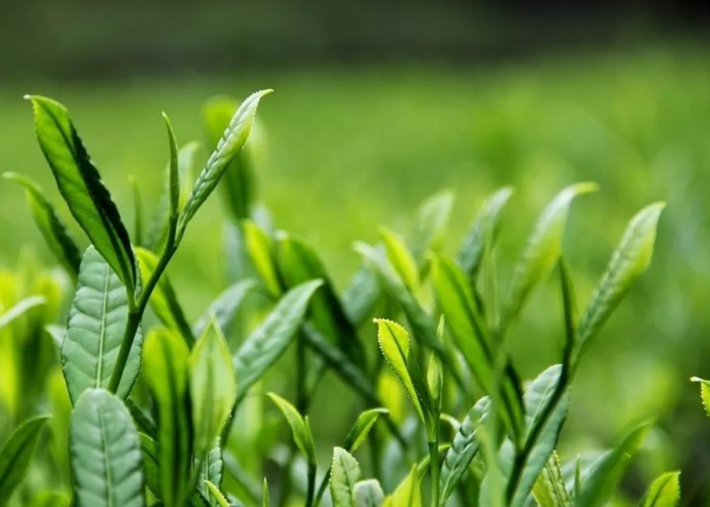 茶叶的药用价值有哪些
