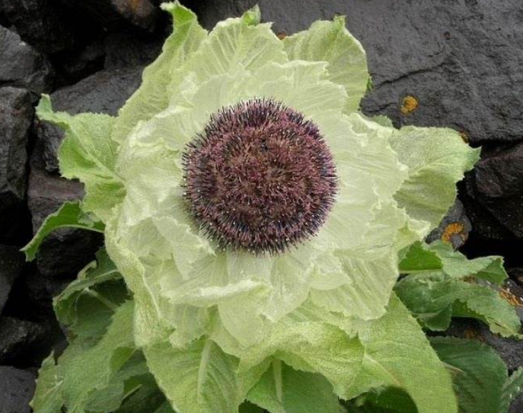 雪莲花怎样食用呢