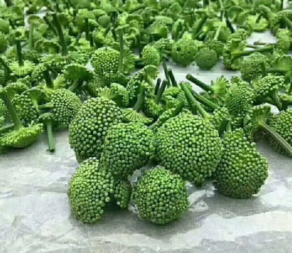三七花发霉了该怎么办