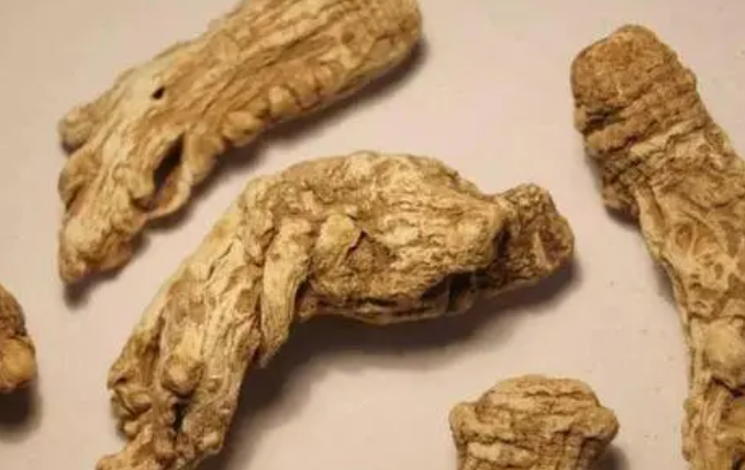 服用当归的禁忌有哪些
