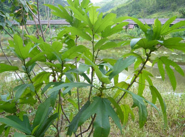 五爪龙(中药材植物名:粗叶五爪龙)(植物科目:桑科)