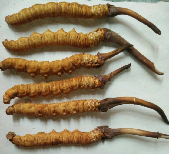 鲜冬虫夏草怎么吃呢
