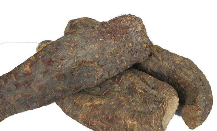 肉苁蓉挑选方法
