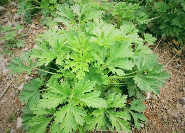 制益母草的功效是什么