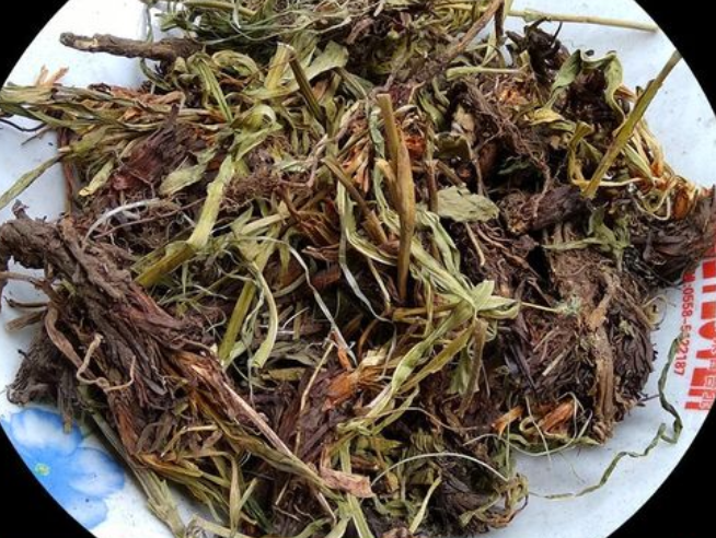 甘松的功效有哪些