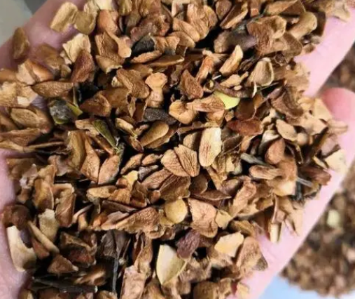 香椿种子药用价值有什么