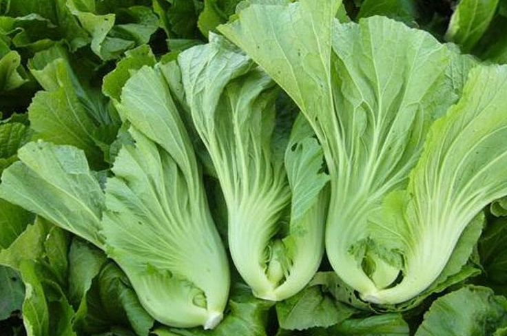 芥菜药用价值有哪些