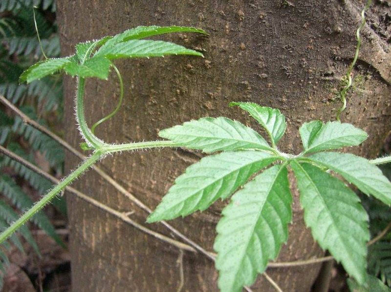 绞股蓝的药用价值有哪些