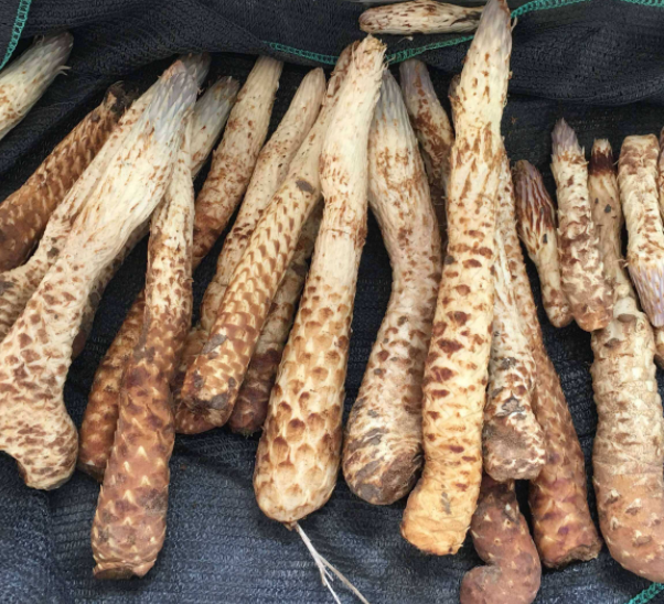 中药肉苁蓉的功效有哪些