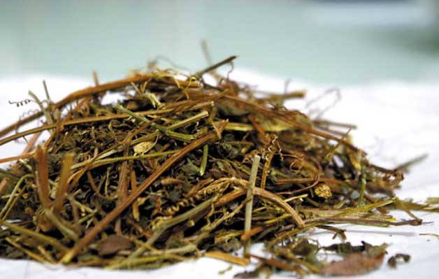 绞股蓝的疗效有哪些