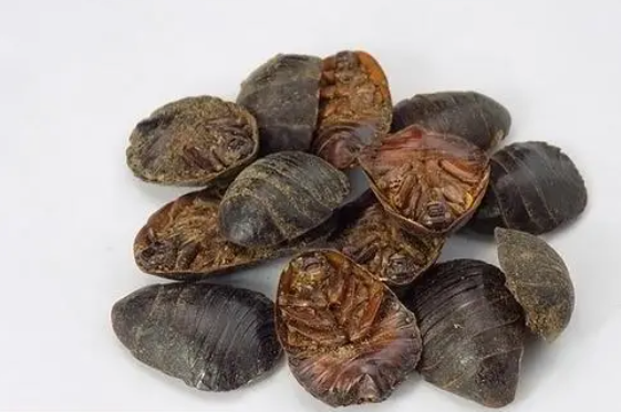 土鳖虫药用价值是什么呢