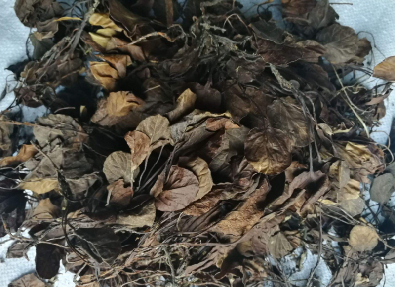 鹿衔草的功效