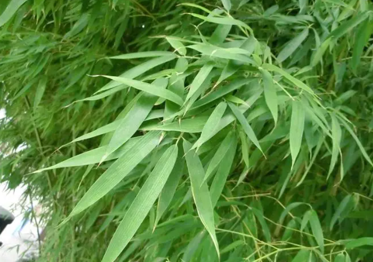 竹叶药用价值是什么