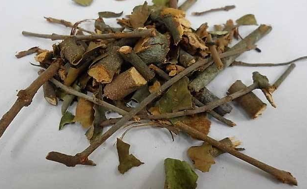 桑寄生的功效与作用是什么