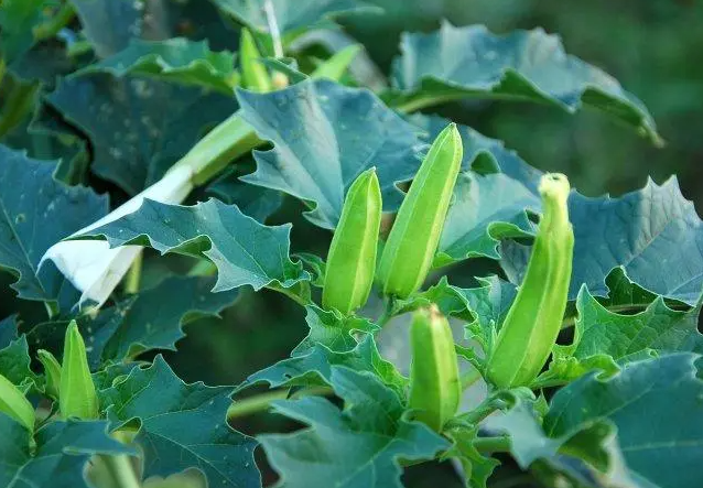 闹羊花的功效是什么