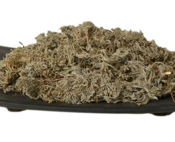 绵茵陈的功效与作用有哪些