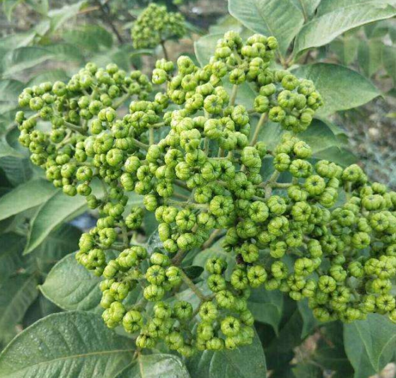吴茱萸功效与作用